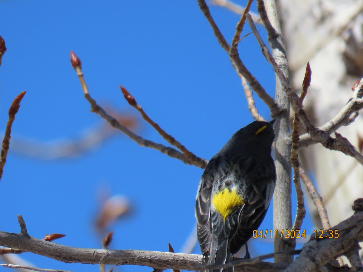 Yellow-rumped Warbler - ML617242648