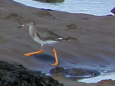 Common Redshank - ML617242662