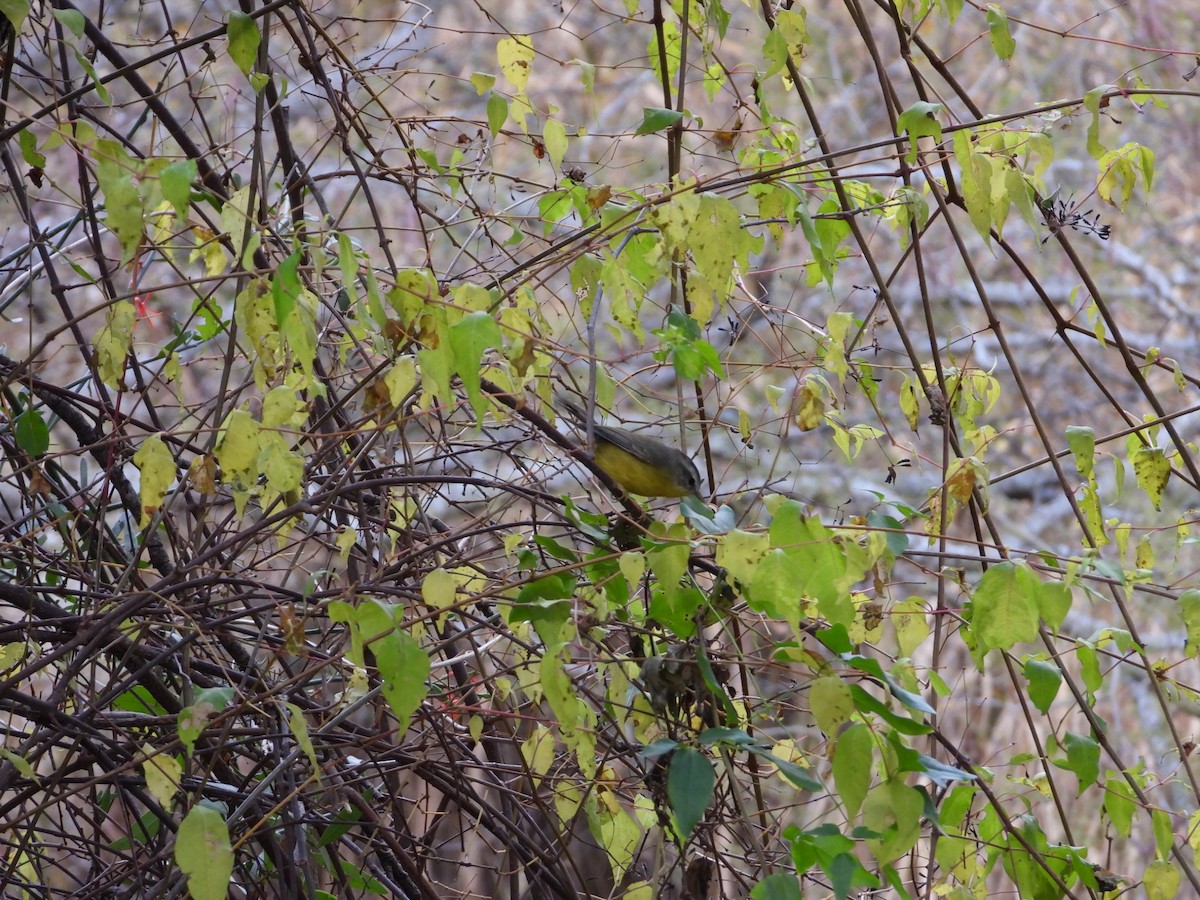 Golden-crowned Warbler - ML617242663
