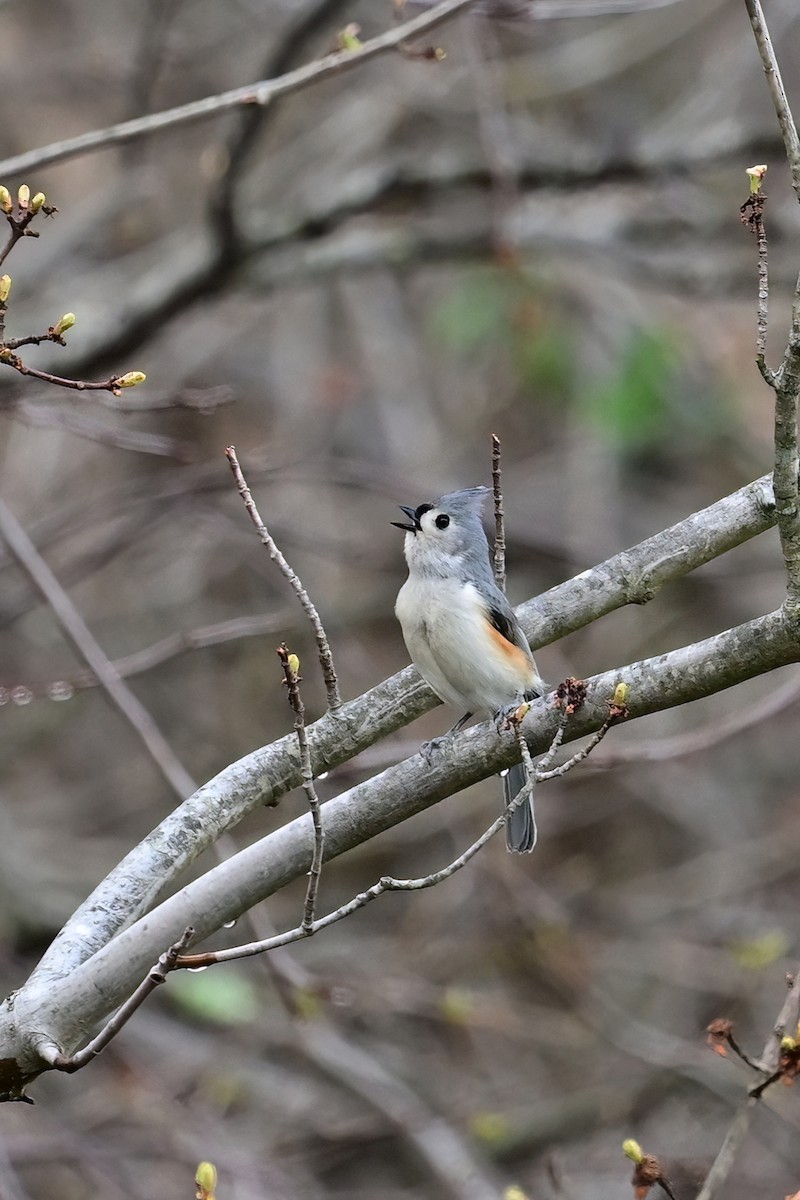 Tufted Titmouse - Eileen Gibney