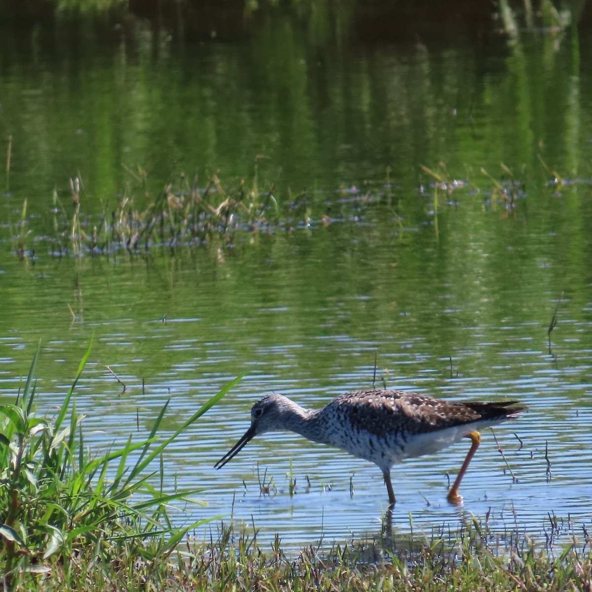 Greater Yellowlegs - ML617242692