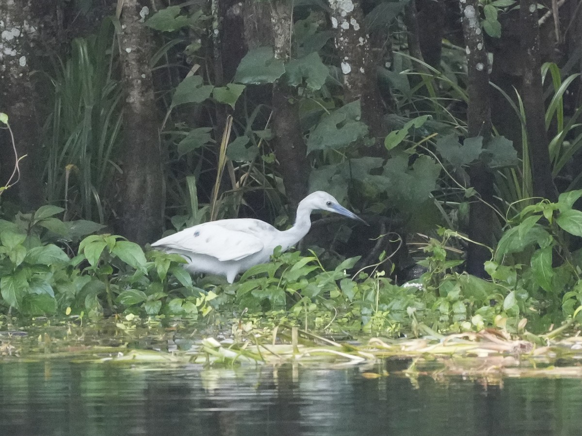 Little Blue Heron - ML617242761