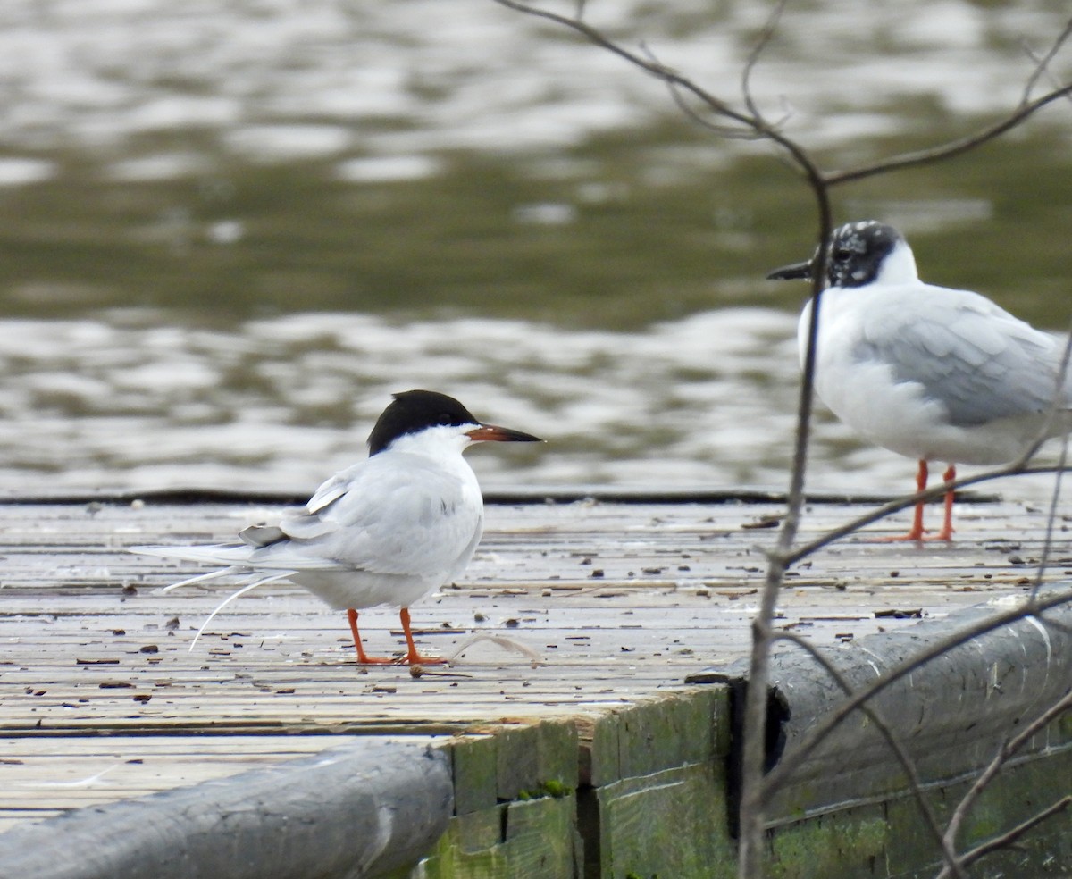 Forster's Tern - ML617242773