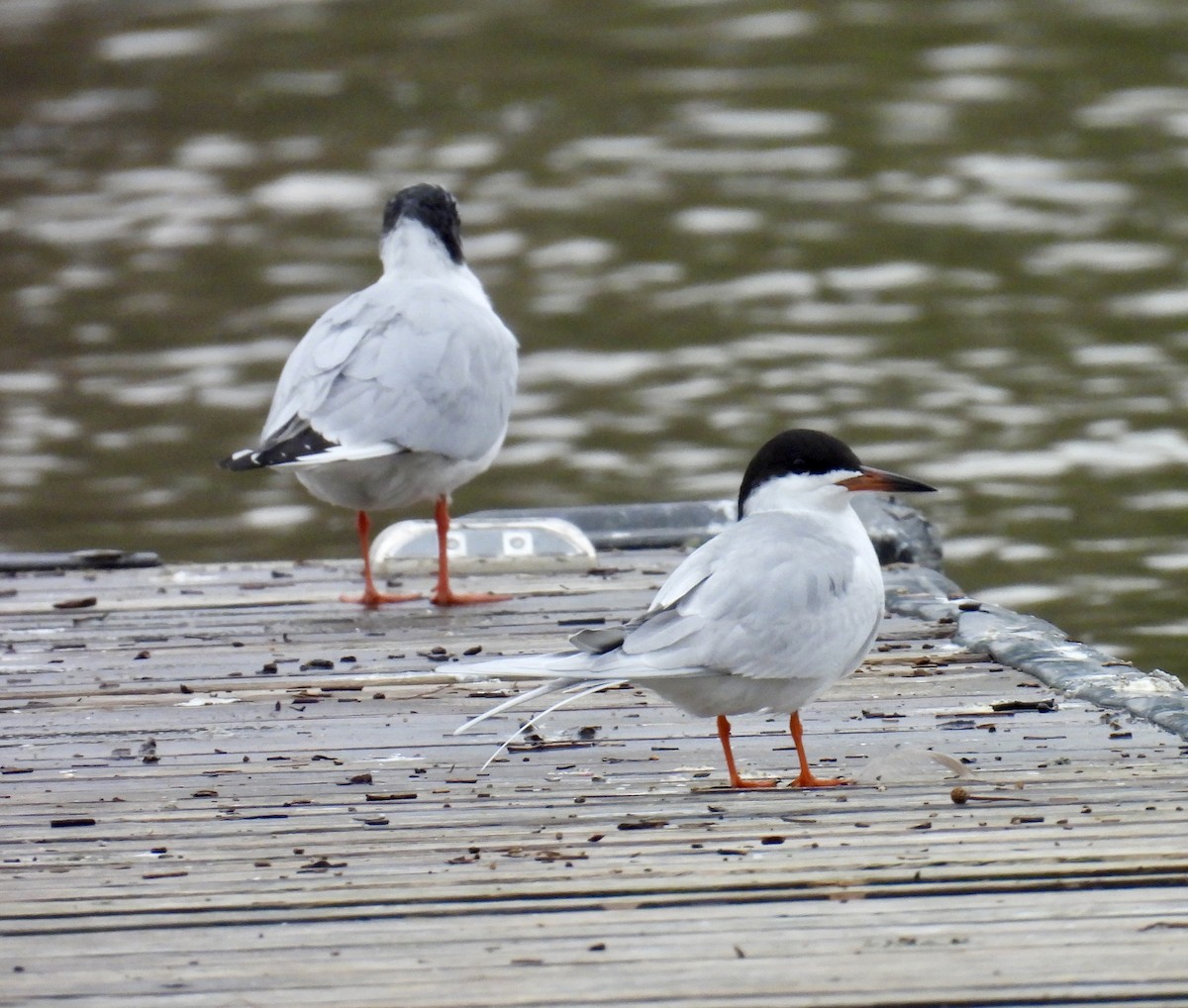 Forster's Tern - ML617242774