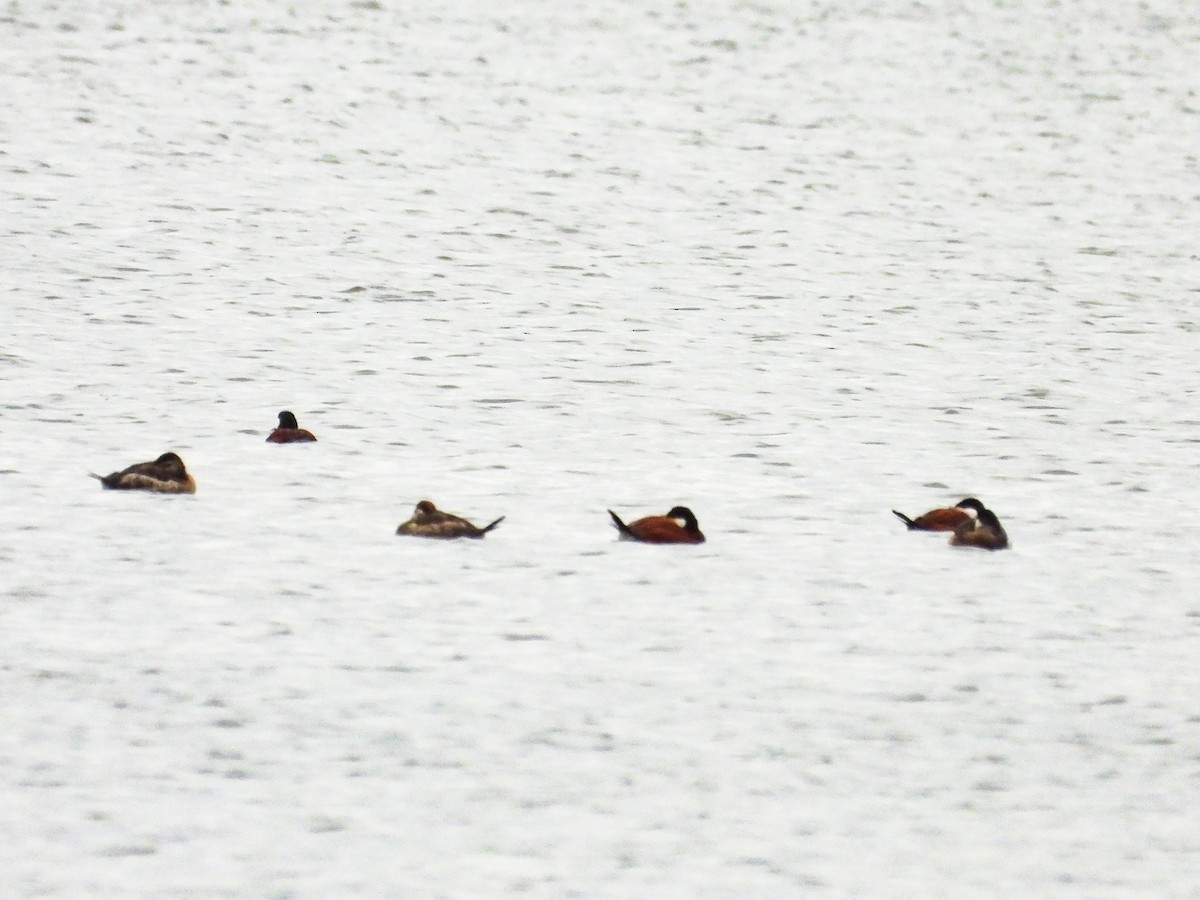 Ruddy Duck - ML617242851