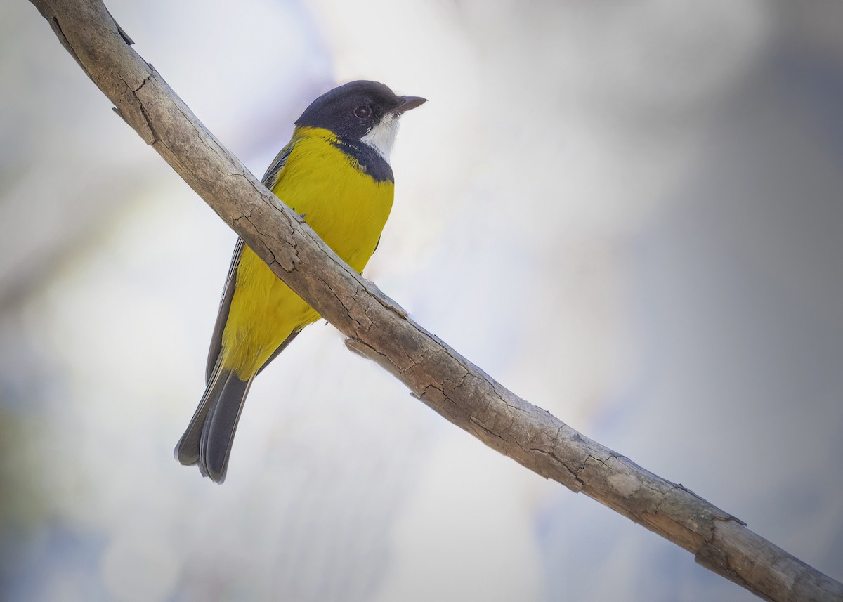 Golden Whistler - ML617242923