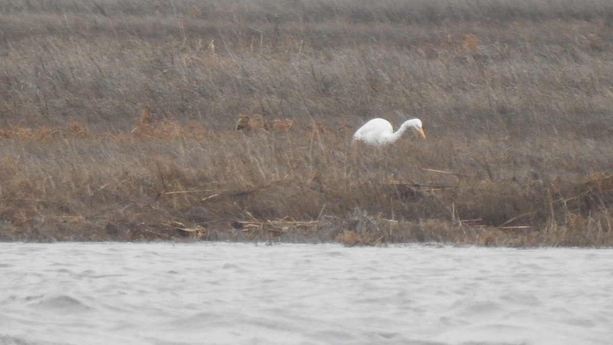 Great Egret - ML617242944