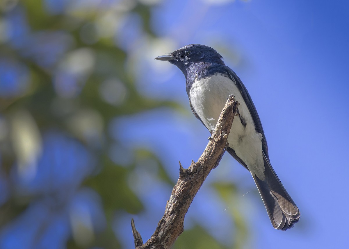 Leaden/Satin Flycatcher - ML617242959