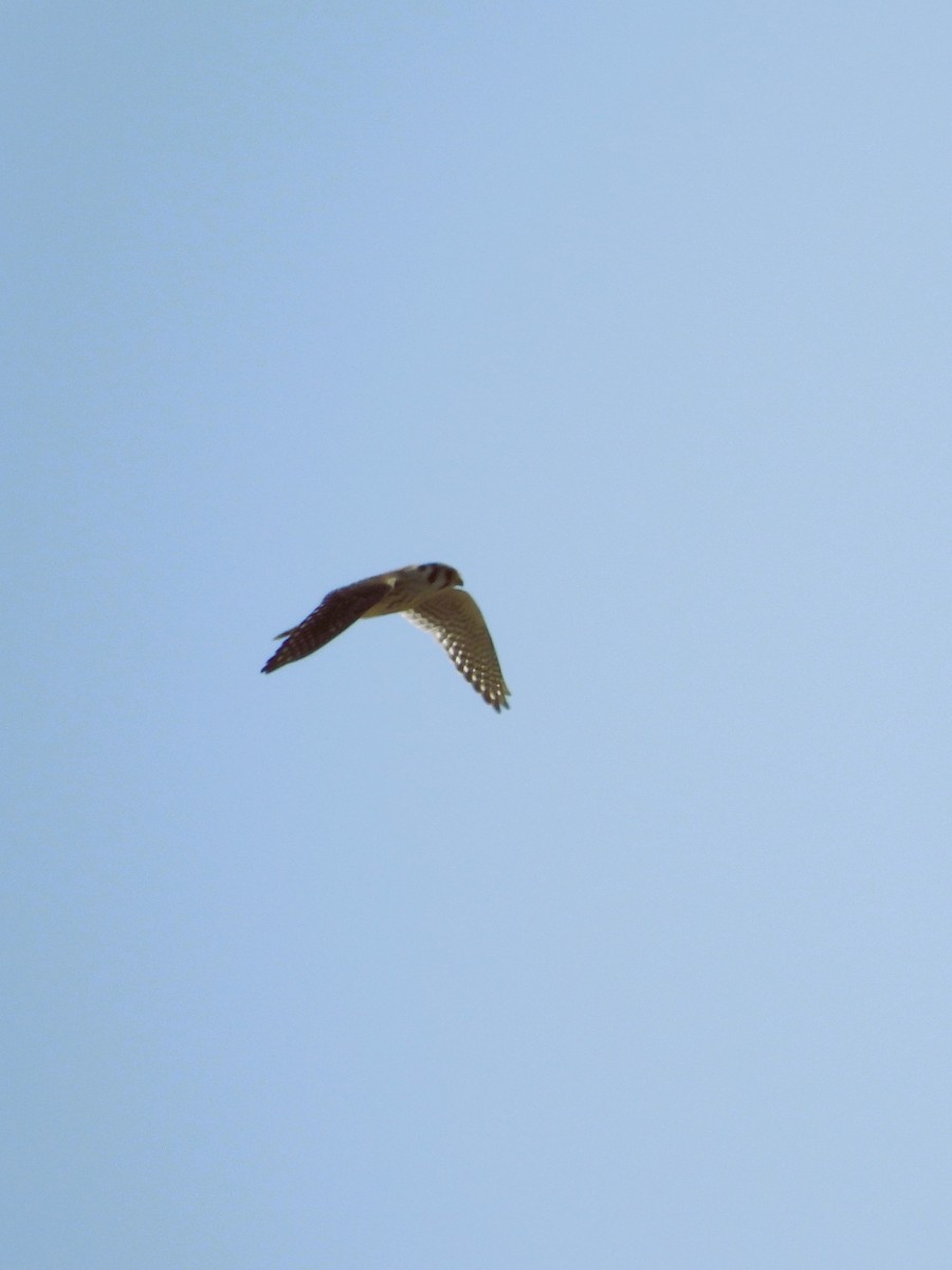 American Kestrel - Maria Lujan Solis