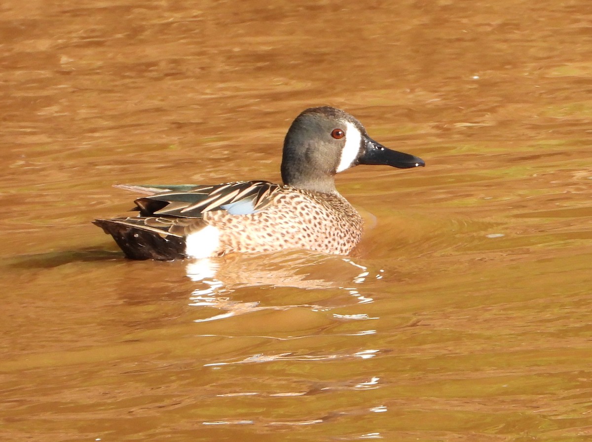 Blue-winged Teal - ML617243123
