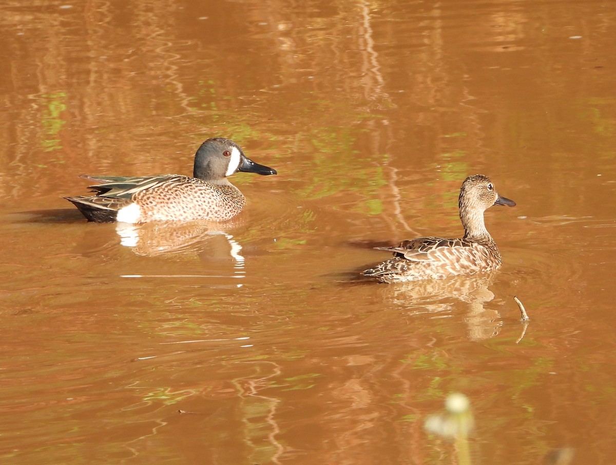 Blue-winged Teal - ML617243124