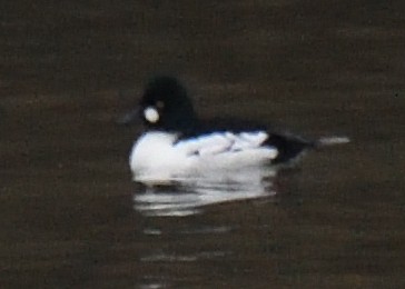 Common Goldeneye - ML617243156