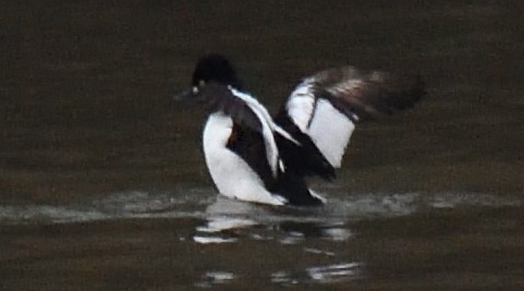 Common Goldeneye - ML617243158