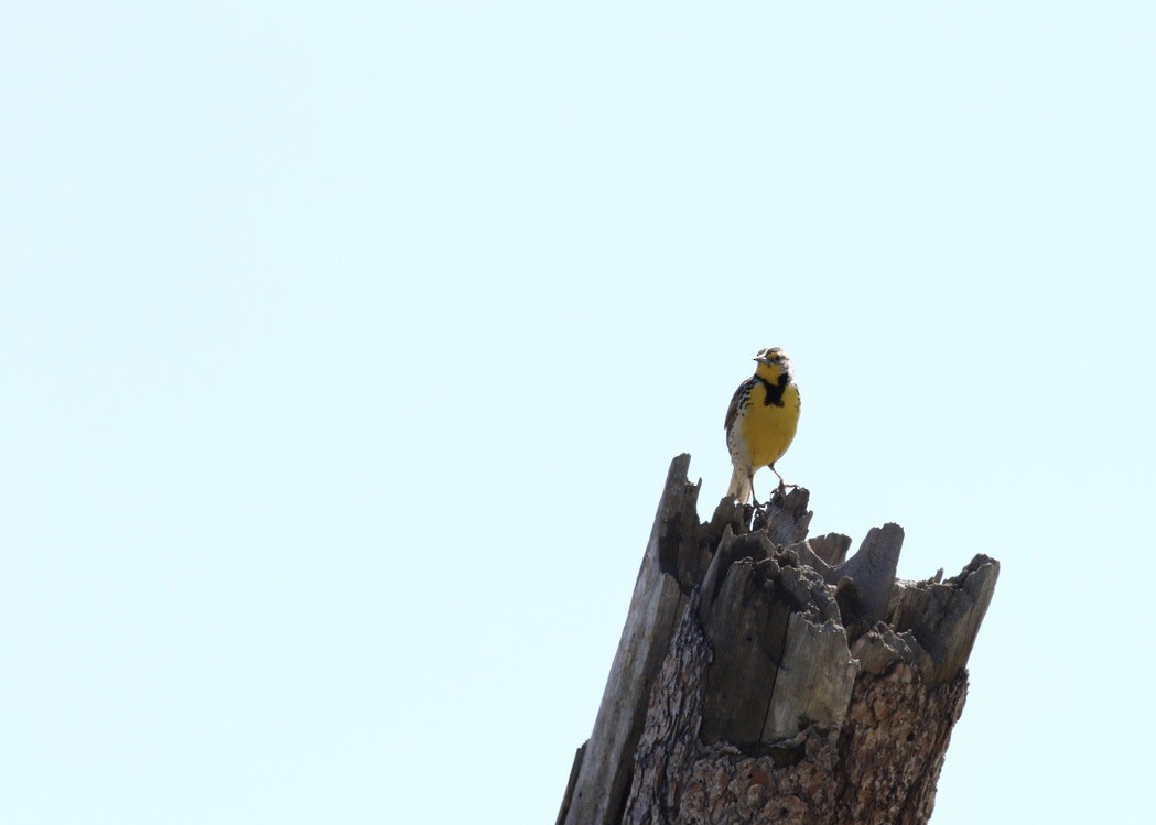 Western Meadowlark - Brian Quindlen