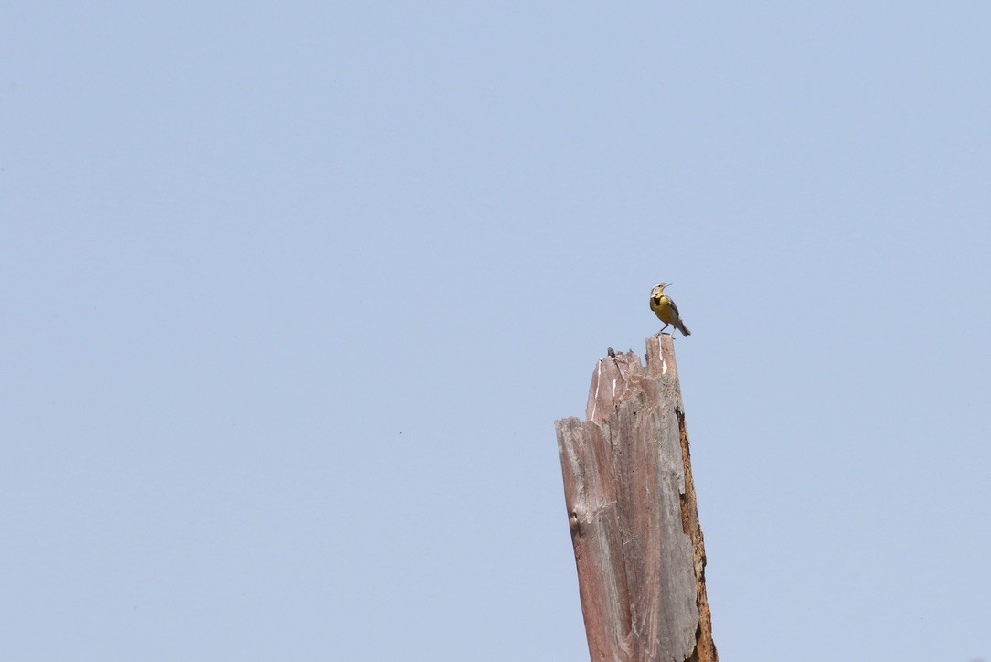 Western Meadowlark - Brian Quindlen