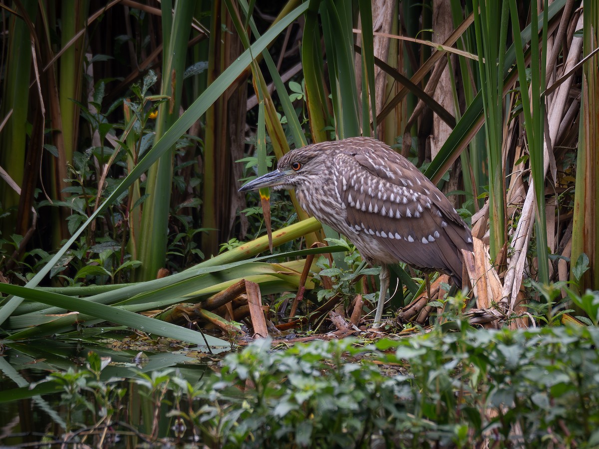 Black-crowned Night Heron - Vitor Rolf Laubé