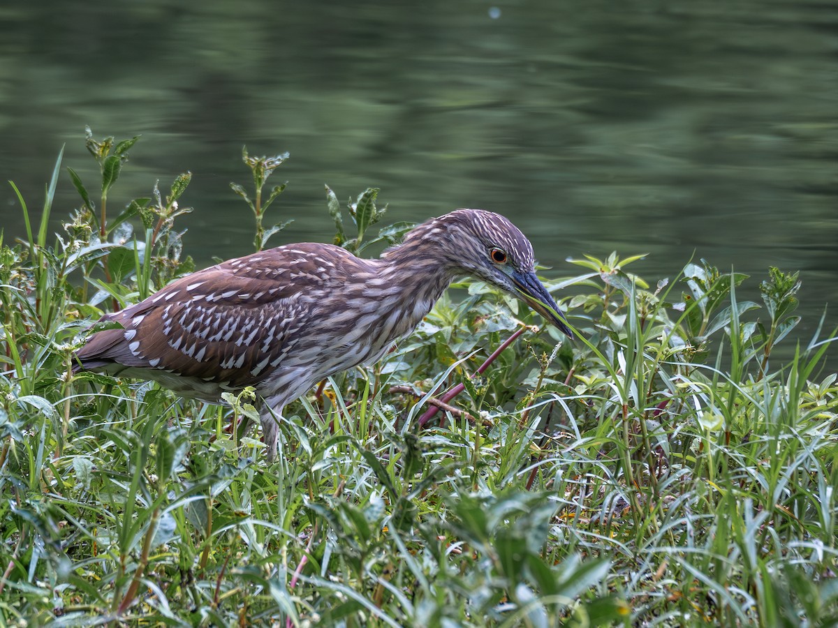 Black-crowned Night Heron - Vitor Rolf Laubé