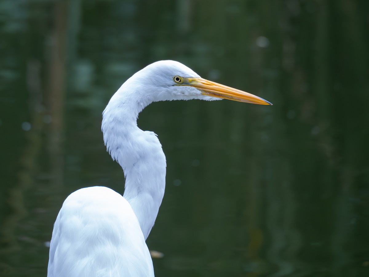 Great Egret - Vitor Rolf Laubé