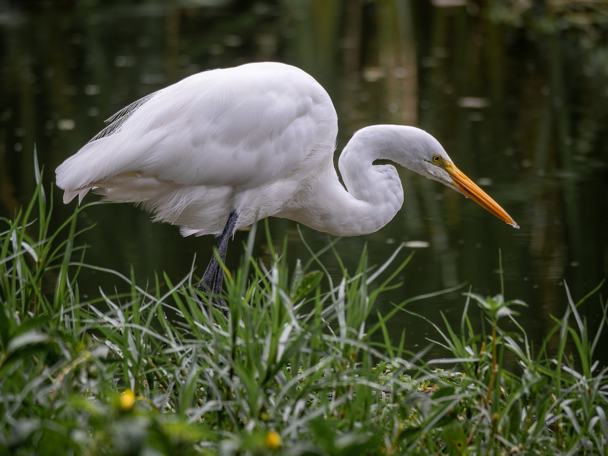 Great Egret - Vitor Rolf Laubé