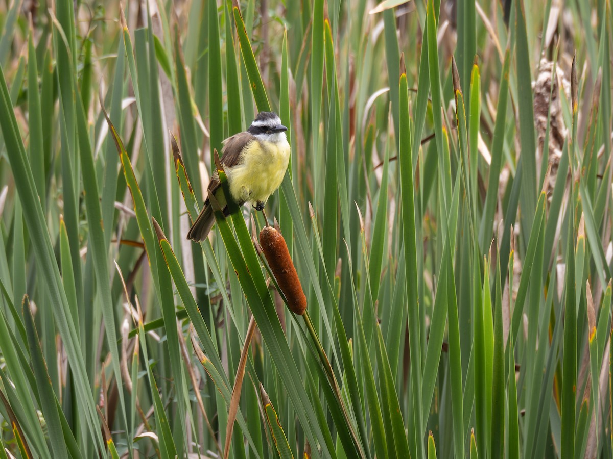 Great Kiskadee - ML617243257