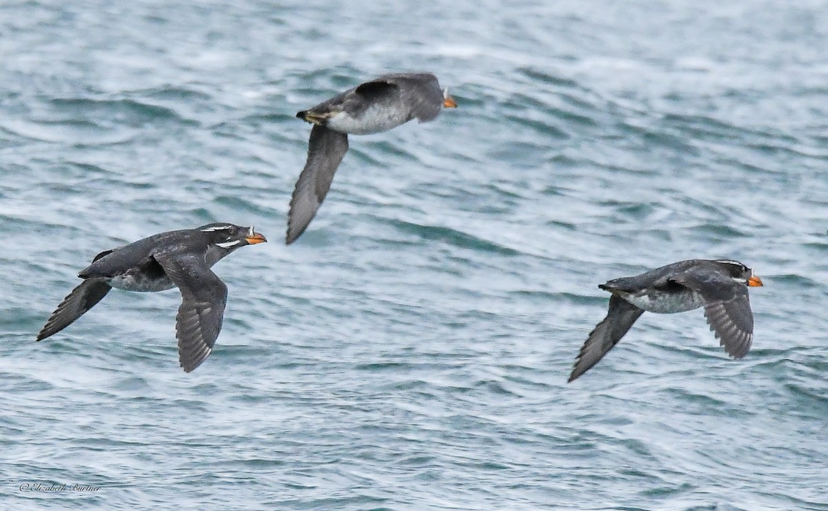 Rhinoceros Auklet - ML617243274