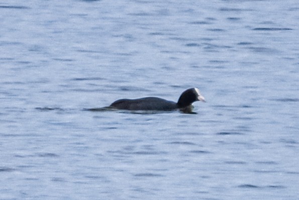 Eurasian Coot - ML617243297