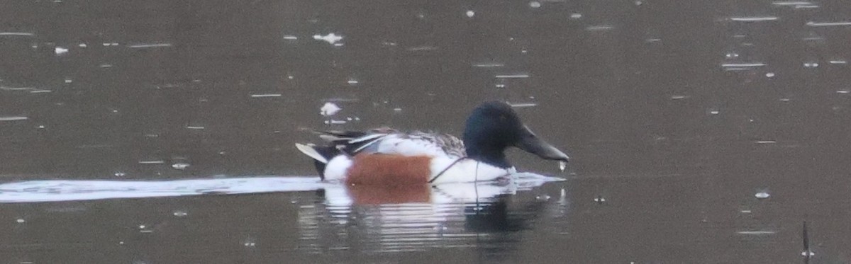 Northern Shoveler - ML617243320