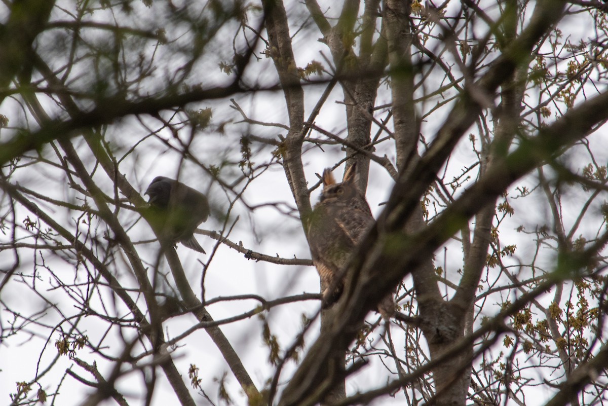 Great Horned Owl - ML617243458