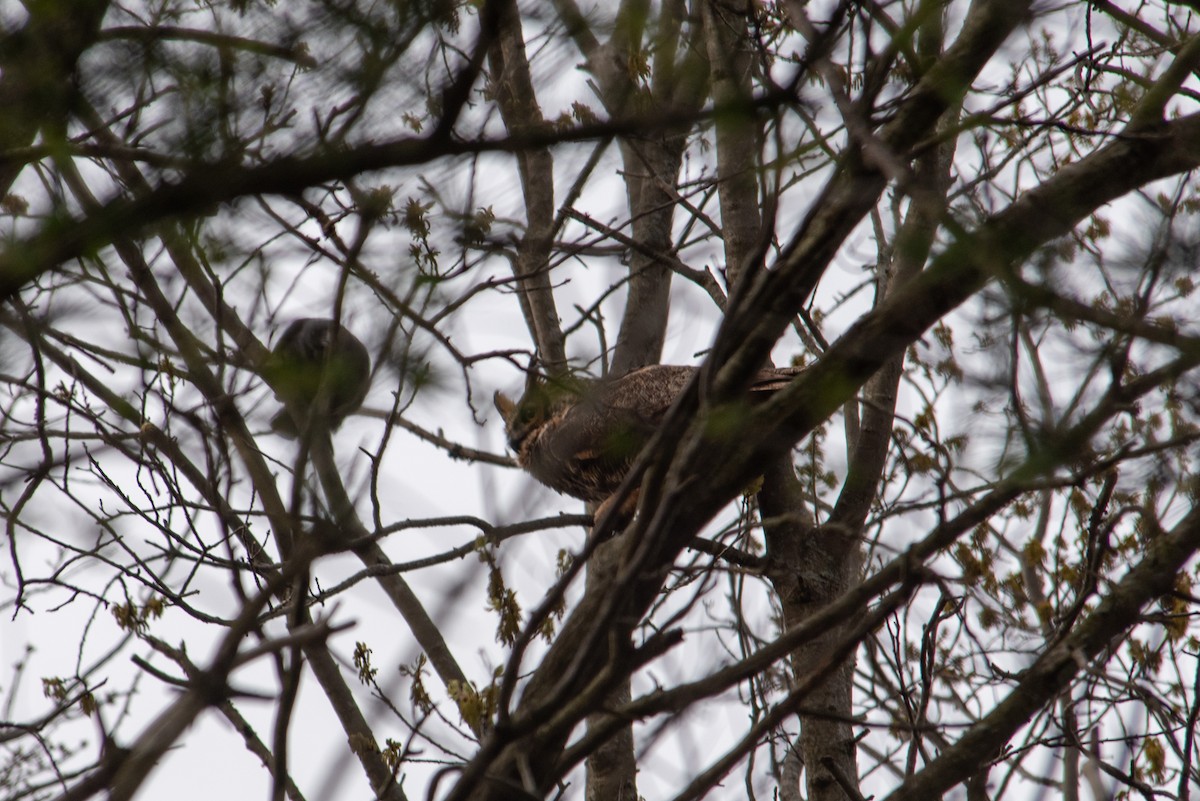 Great Horned Owl - ML617243459