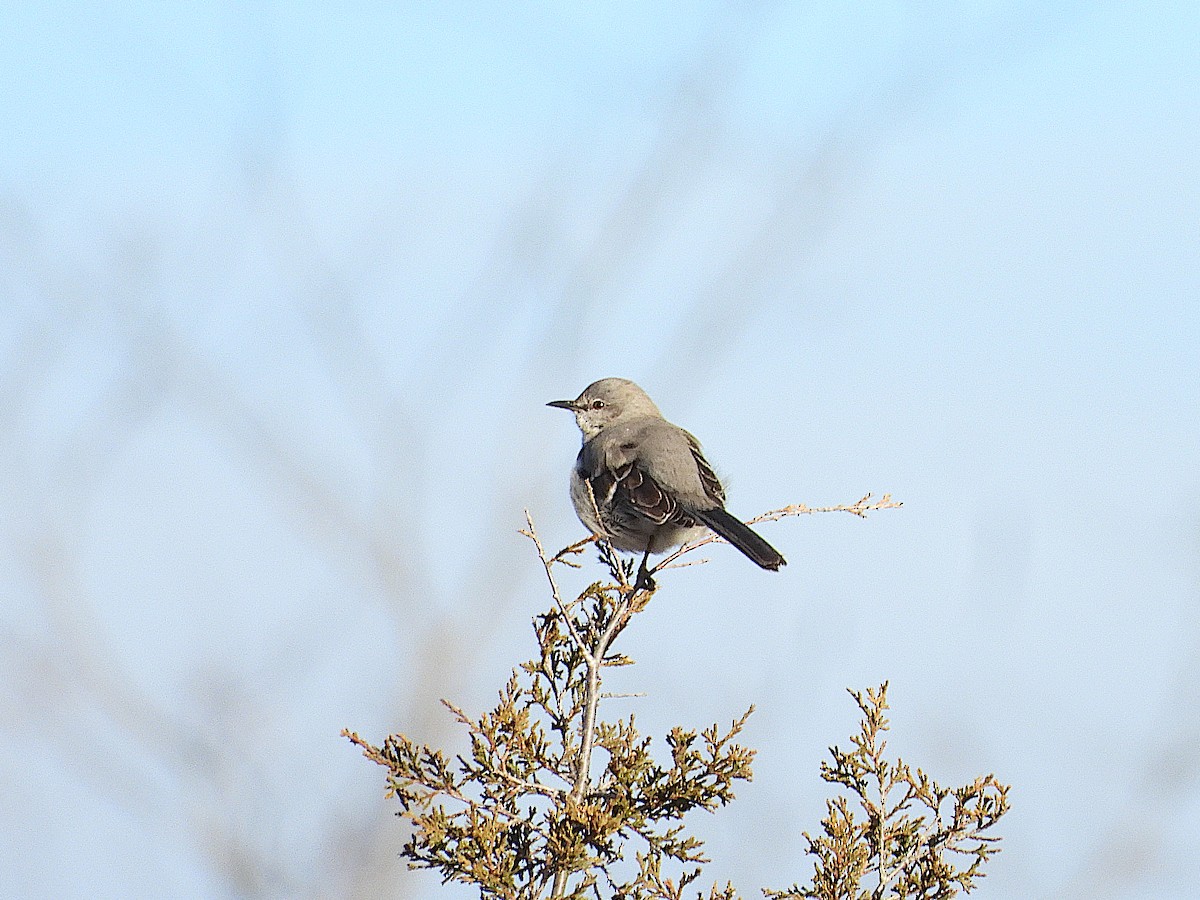 Northern Mockingbird - ML617243463