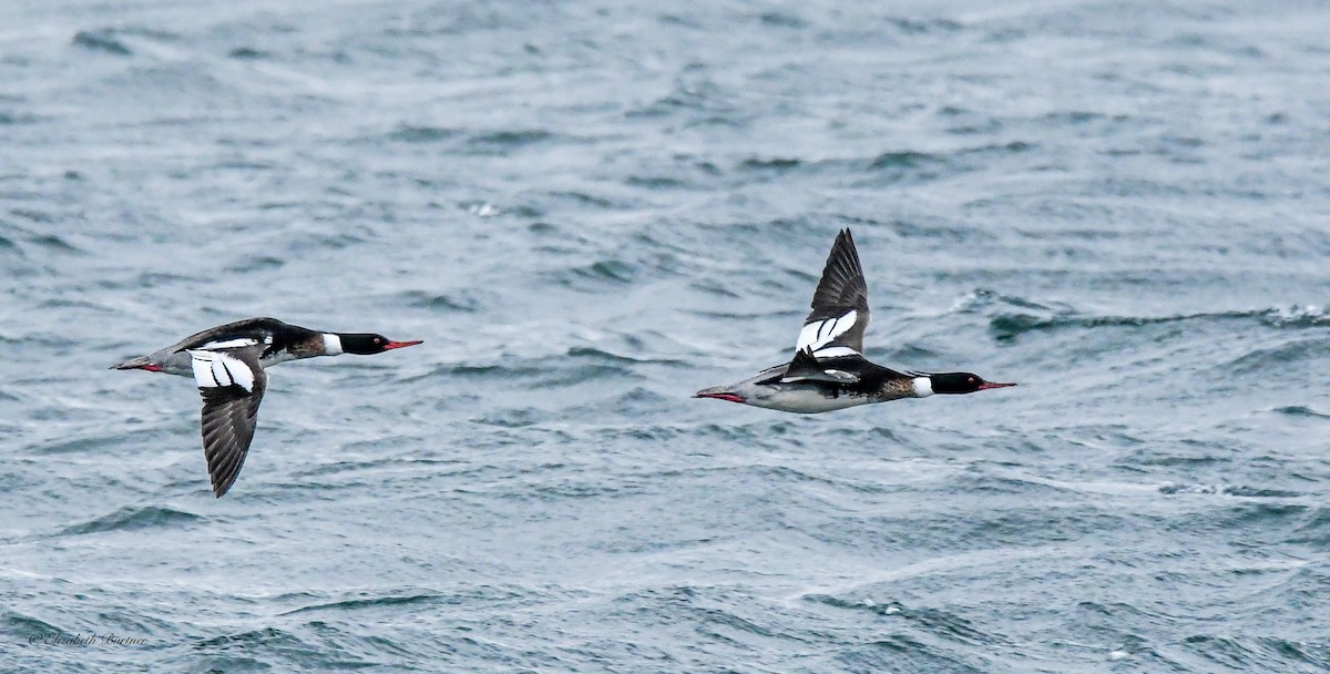 Red-breasted Merganser - ML617243502