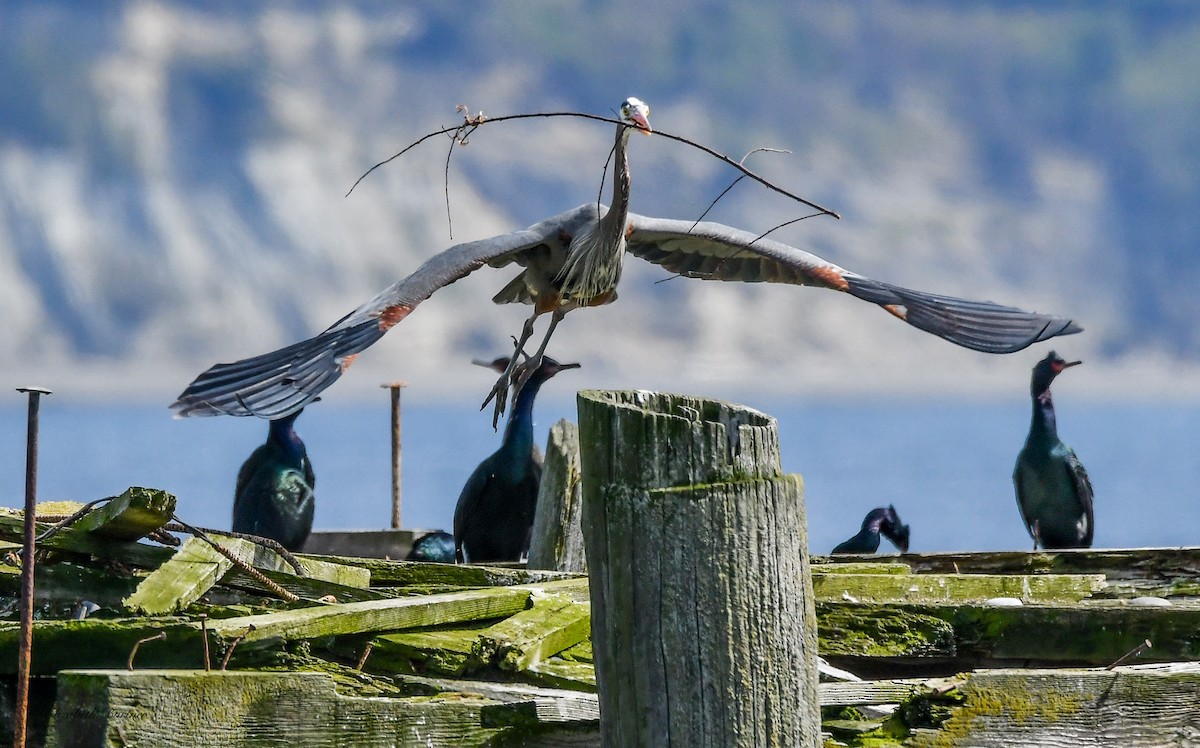 Great Blue Heron - ML617243561