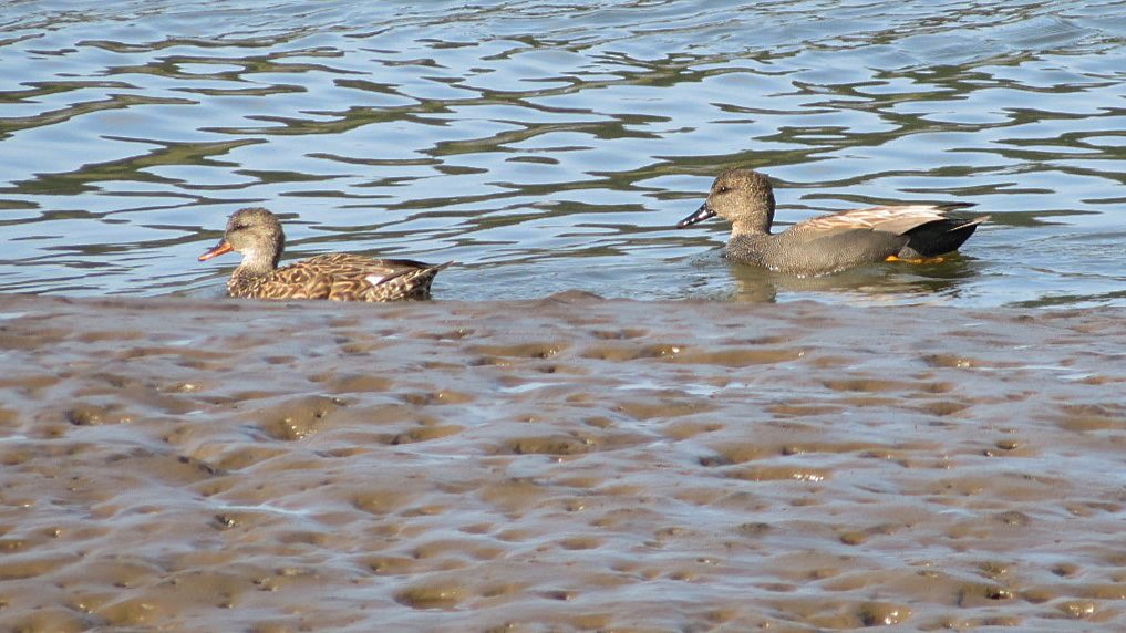 Gadwall - ML617243650