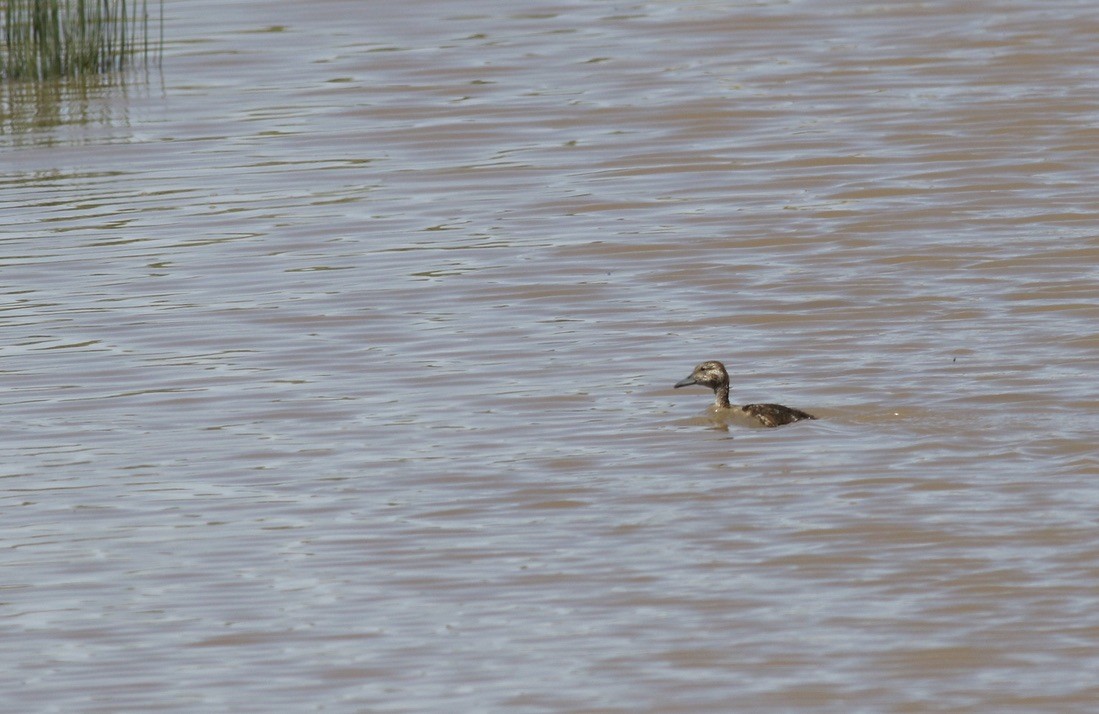 Blue-winged/Cinnamon Teal - ML617243659