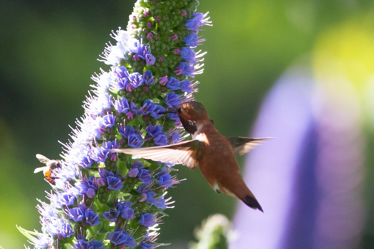 Rufous Hummingbird - ML617243698