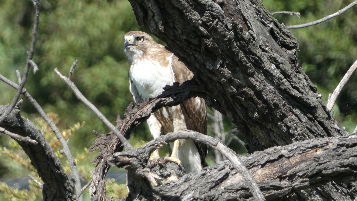 Rotschwanzbussard - ML617243737