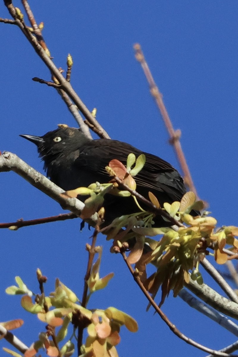 Rusty Blackbird - ML617243803