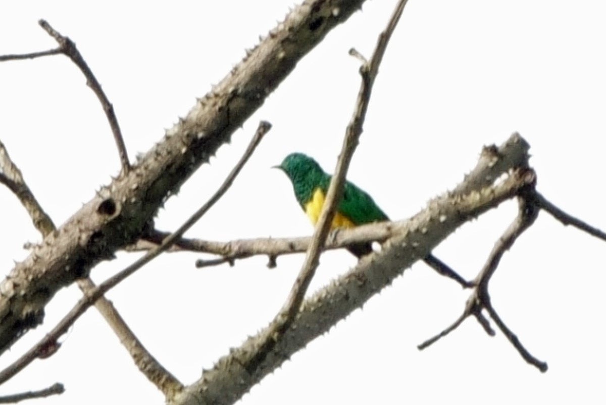 African Emerald Cuckoo - Carl Haynie