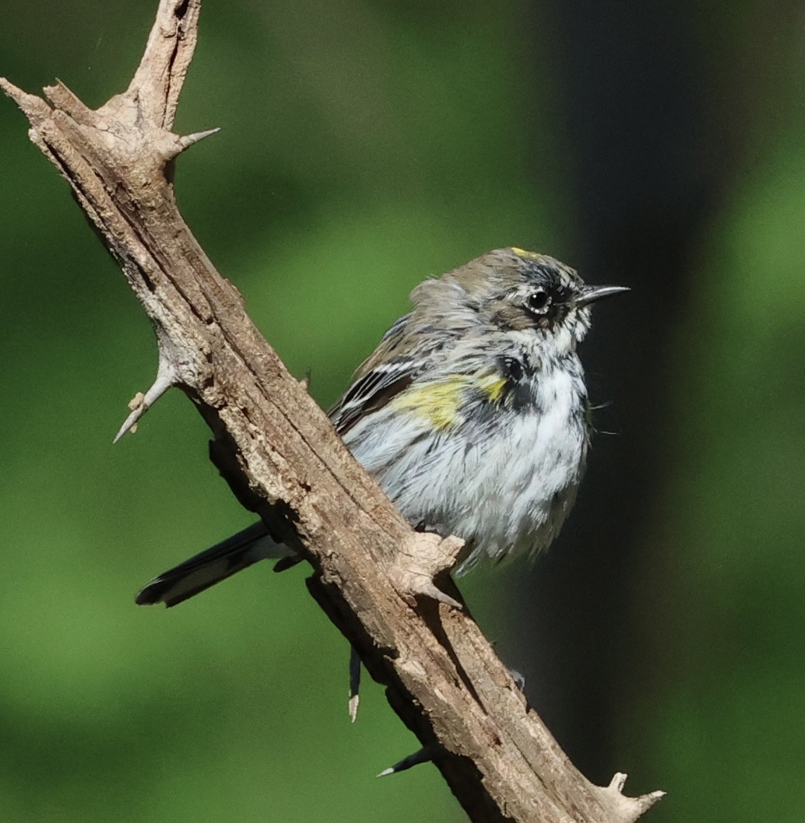 Yellow-rumped Warbler - ML617243839