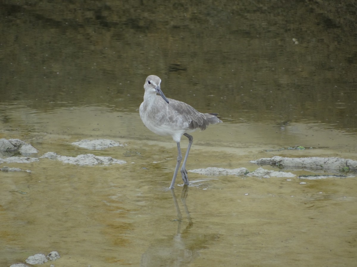 Willet - ML617243841