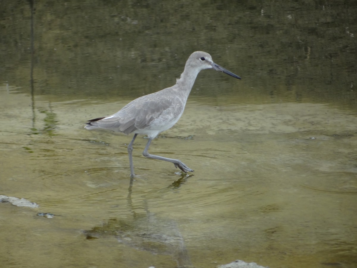 Willet - ML617243842