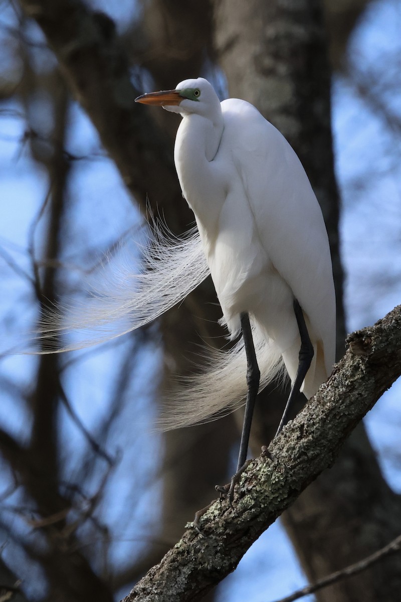 Great Egret - ML617243877