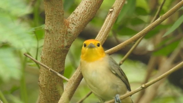 オレンジズキンフウキンチョウ - ML617243938