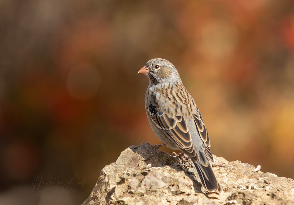 Mourning Sierra Finch - ML617244012