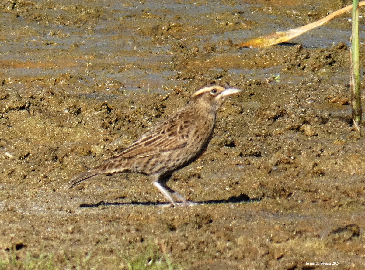 Long-tailed Meadowlark - fernando segura