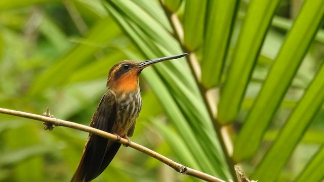 Saw-billed Hermit - ML617244063