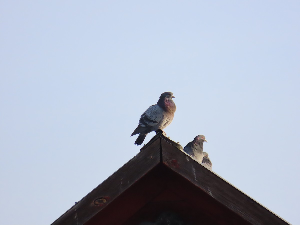 Rock Pigeon (Feral Pigeon) - ML617244076