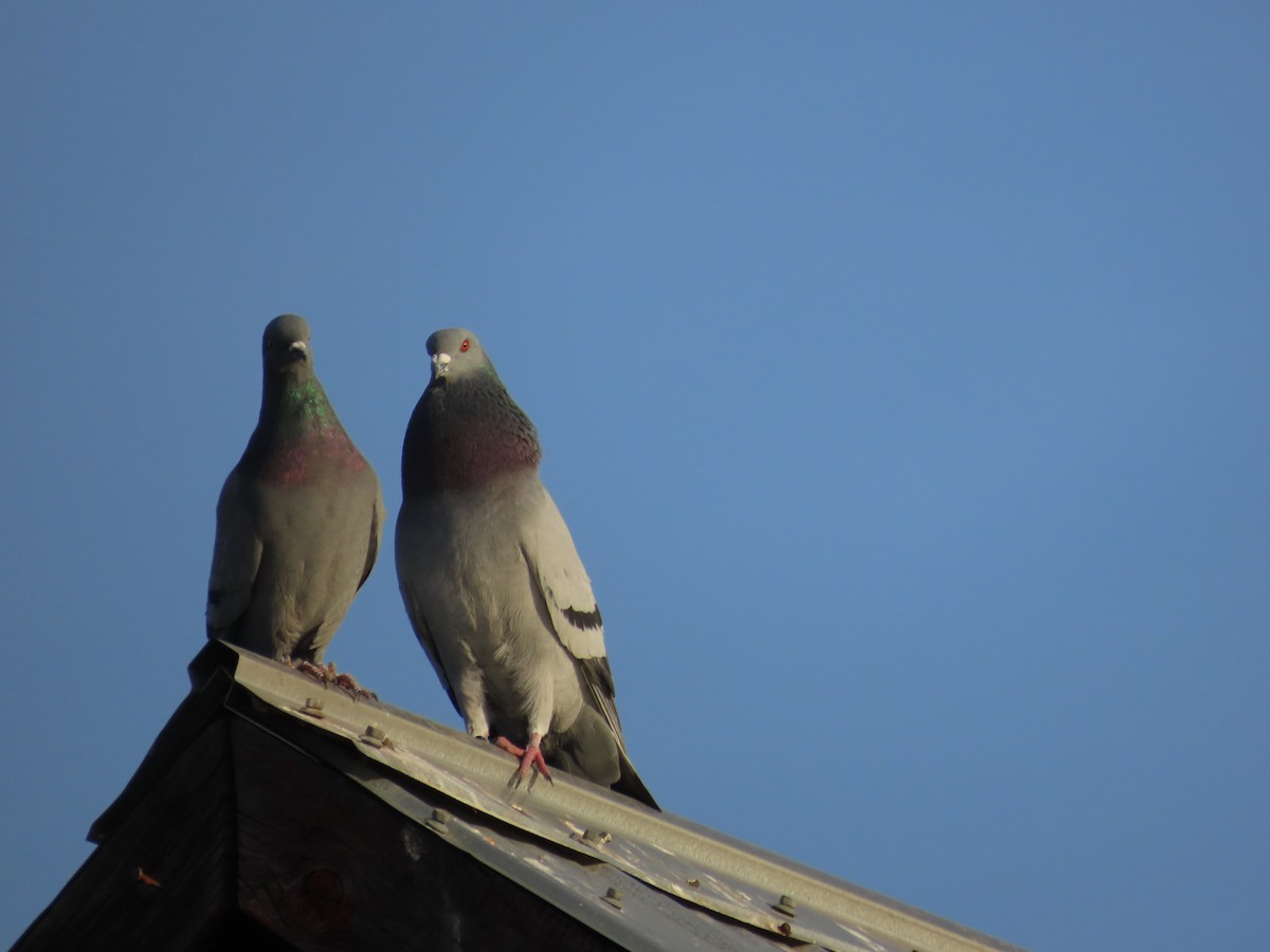 Rock Pigeon (Feral Pigeon) - ML617244077