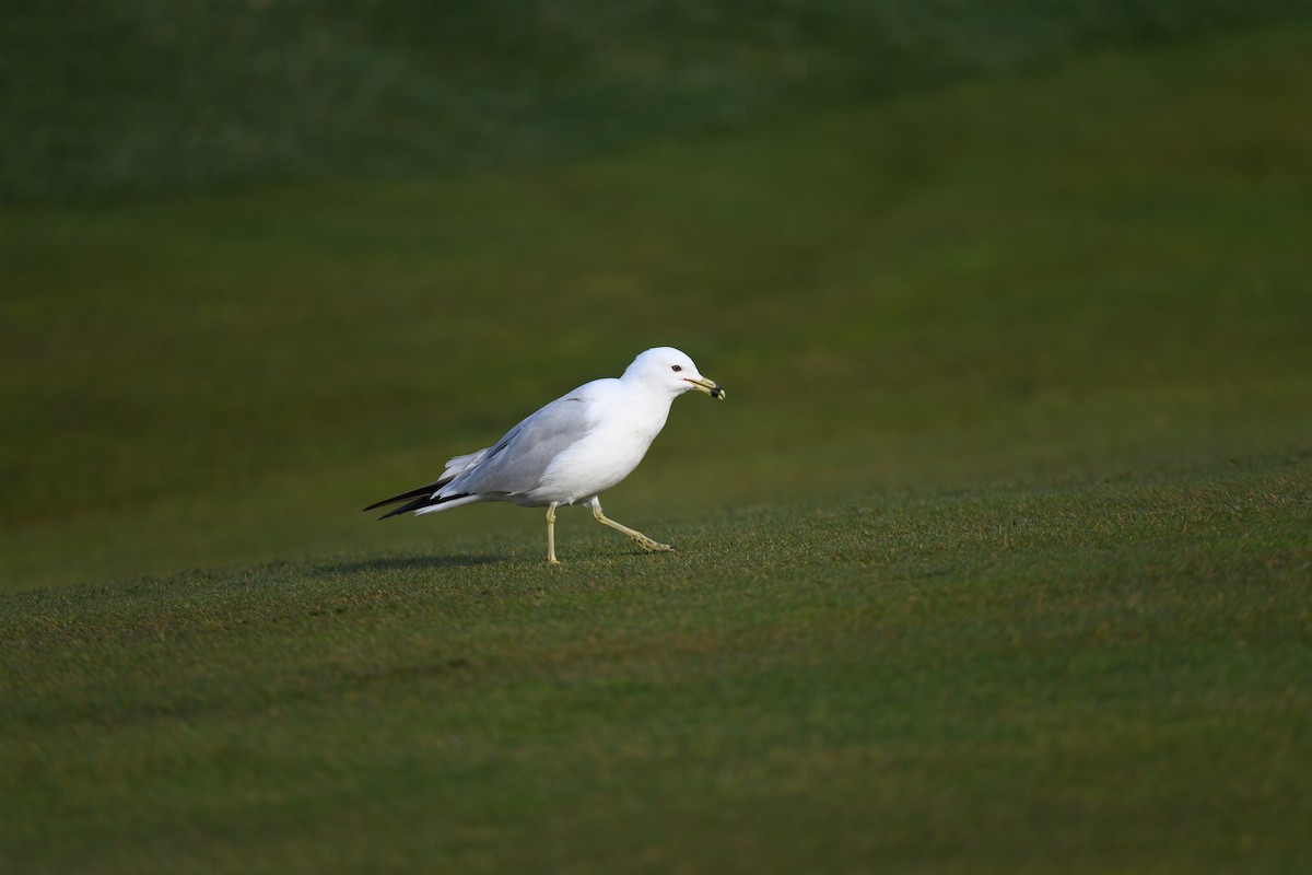 Ring-billed Gull - ML617244104