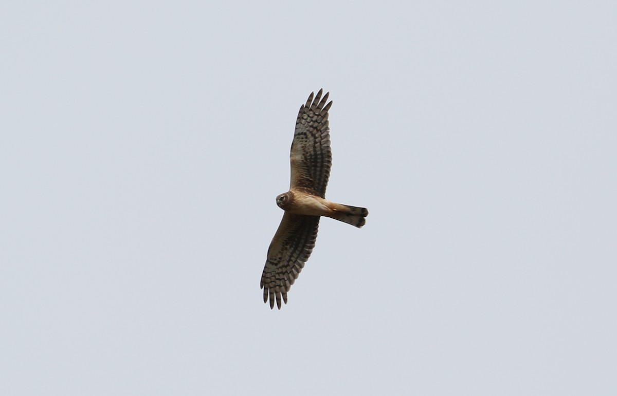 Northern Harrier - ML617244106